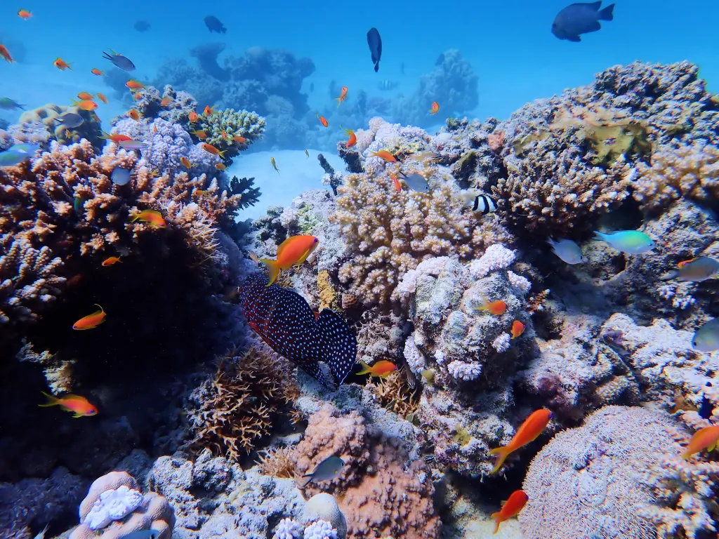 Przybrzeżne rafy barierowe w okolicach Marsa Alam w Egipcie; fot. M. Zapalski