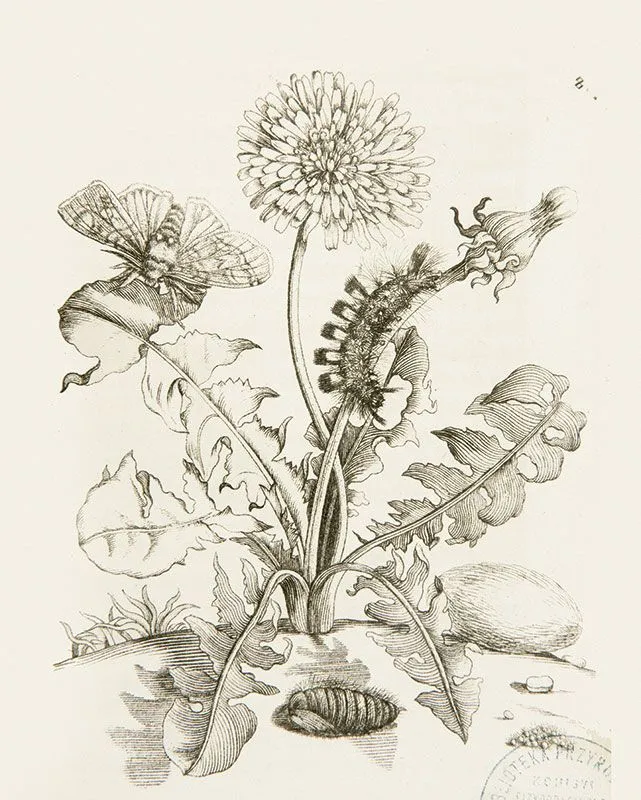  Maria Sibylla Merian, mniszek lekarski, ISEZ PAN