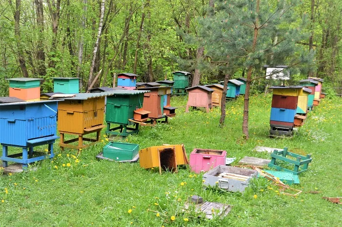 Ul po wizycie niedźwiedzia; Karpaty, Polska. Pasieka nie była zabezpieczona przed niedźwiedziem, znajduje się na skraju lasu. Fot Carpathian brown bear project