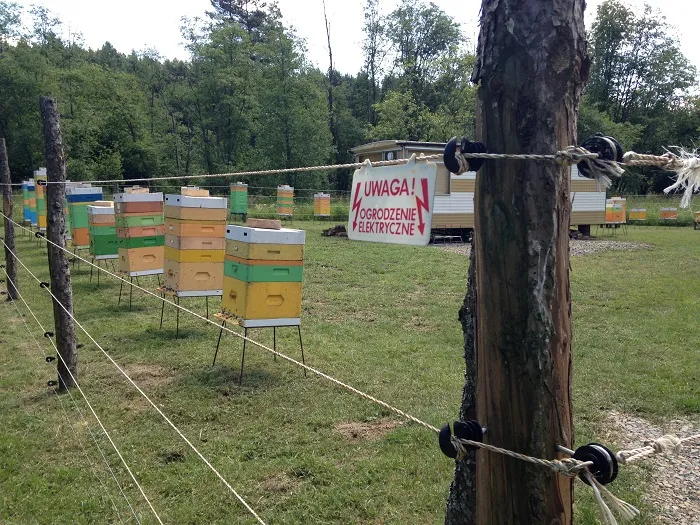 Właściwie zabezpieczona pasieka; Karpaty, Polska. Fot.: Carpathian brown bear project