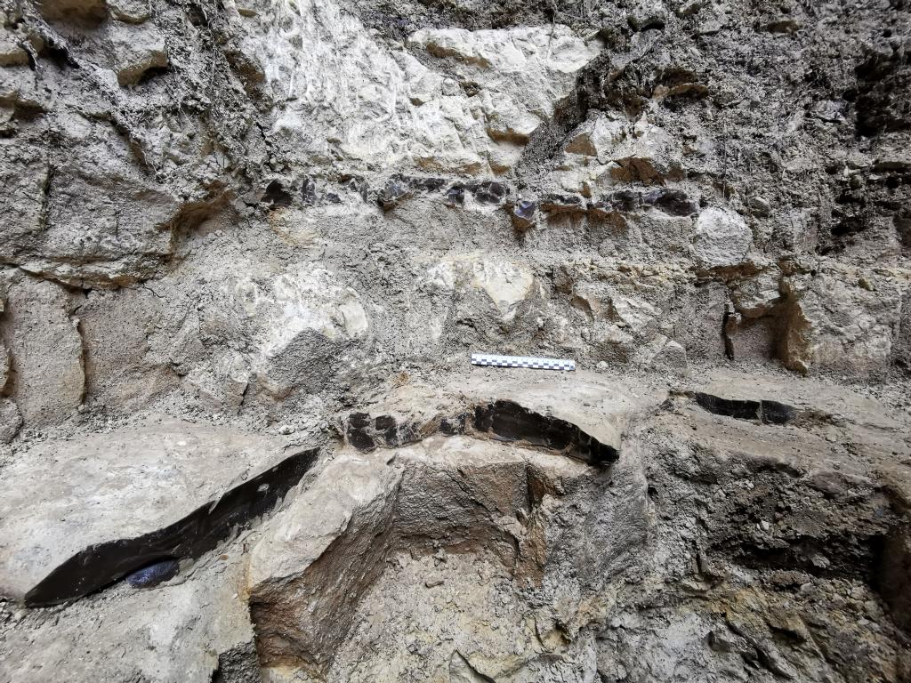 Pokłady krzemienia czekoladowego w skale na terenie pradziejowej kopalni tego surowca w Dolinie Udorki. Fot. Magdalena Sudoł-Procyk