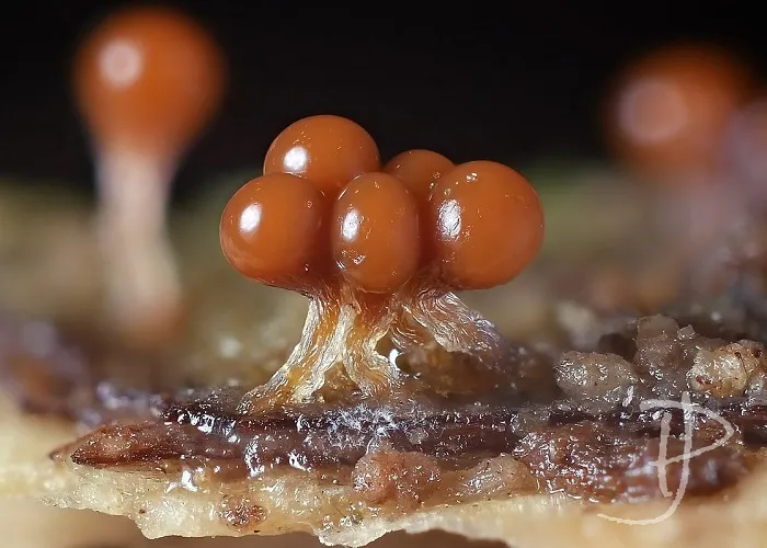 fot. Joanna Podlasińska