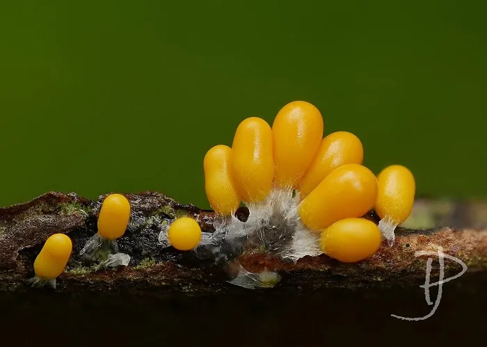 fot. Joanna Podlasińska