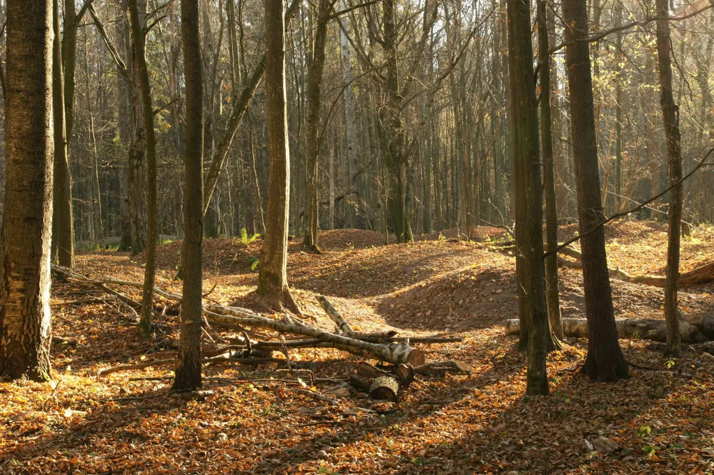 Wczesnośredniowieczne cmentarzysko kurhanowe w uroczysku Szczekotowo. Jesień 2014 r. Fot. D. Krasnodębski