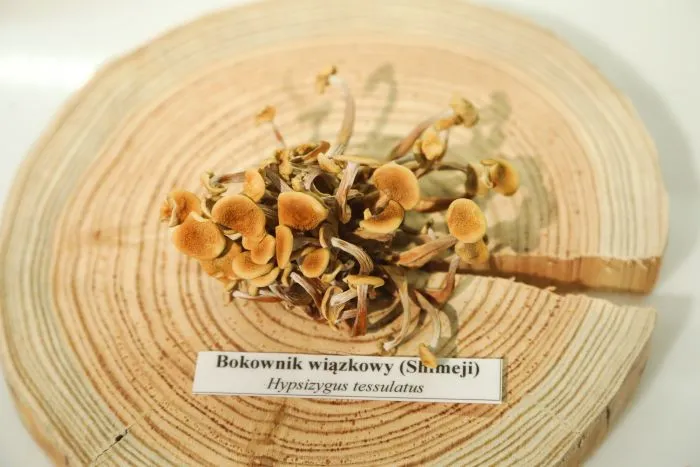 08.03.2023. Bokownik wiązkowy zaprezentowany podczas otwarcia wystawy pt. "Grzyby - Piąte Królestwo", 8 bm. w Uniwersyteckim Centrum Przyrodniczym im. Profesora Andrzeja Myrchy w Białymstoku. Celem ekspozycji jest kształtowanie postawy szacunku do przyrody i odpowiedzialności za jej stan oraz wzbudzenie zainteresowania dzieci, młodzieży i osób dorosłych bogactwem świata przyrody, a w szczególności królestwem grzybów. PAP/Artur Reszko