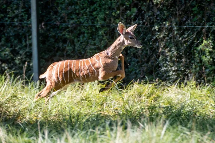 Łódź, 09.09.2020. Kudu mały w łódzkim ZOO. PAP/Grzegorz Michałowski