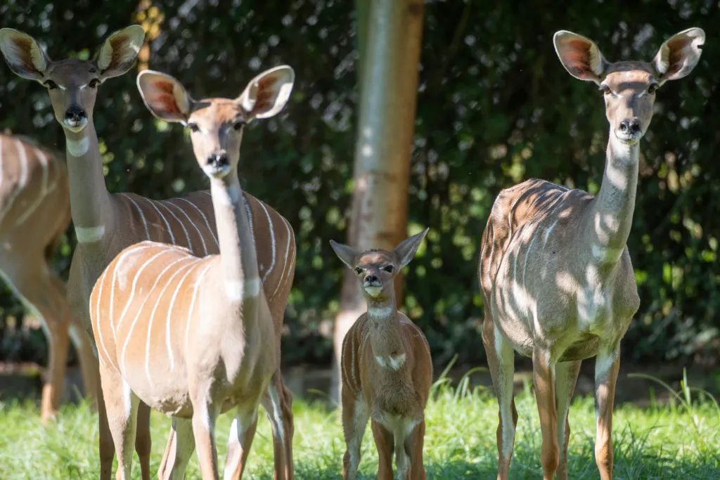 Łódź, 09.09.2020. Kudu mały w łódzkim ZOO. PAP/Grzegorz Michałowski