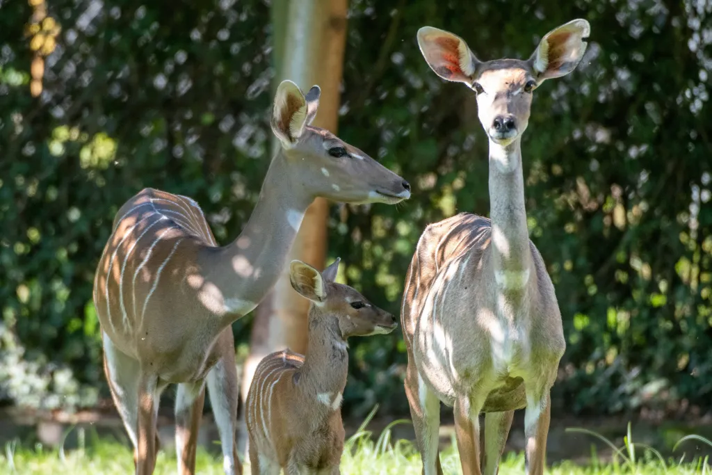 Łódź, 09.09.2020. Kudu mały w łódzkim ZOO. PAP/Grzegorz Michałowski