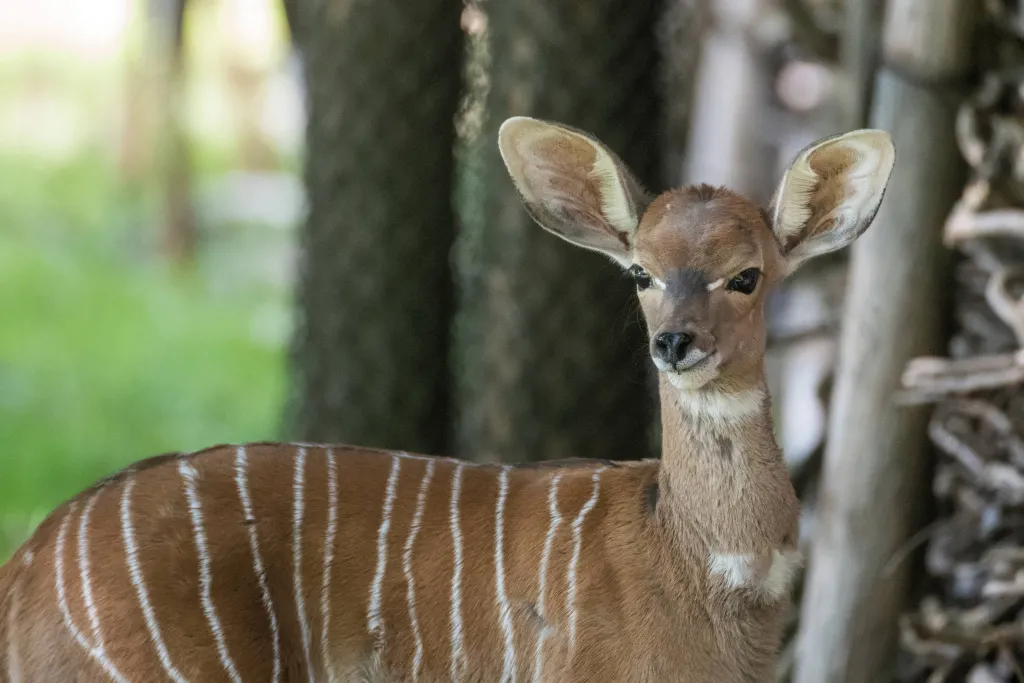 Łódź, 09.09.2020. Kudu mały w łódzkim ZOO. PAP/Grzegorz Michałowski