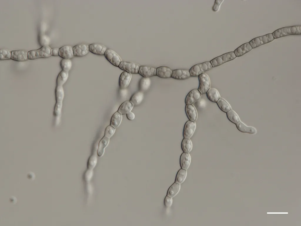 Formicomyces microglobosus Bar=10 um 2. Fot.  M.Piątek & I. Siedlecki