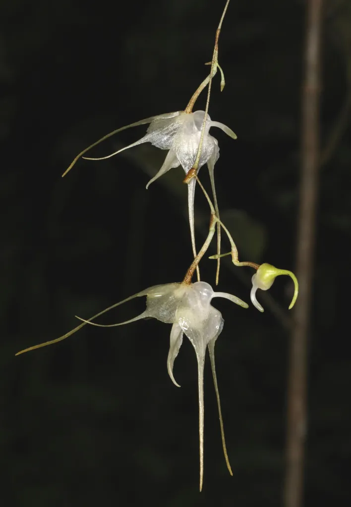 Aeranthes bigibbum . Fot. Johan Hermans © RBG Kew