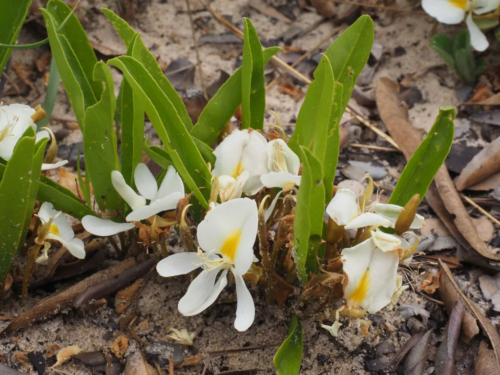 Baphia arenicola. Fot. David Goyder © RBG Kew