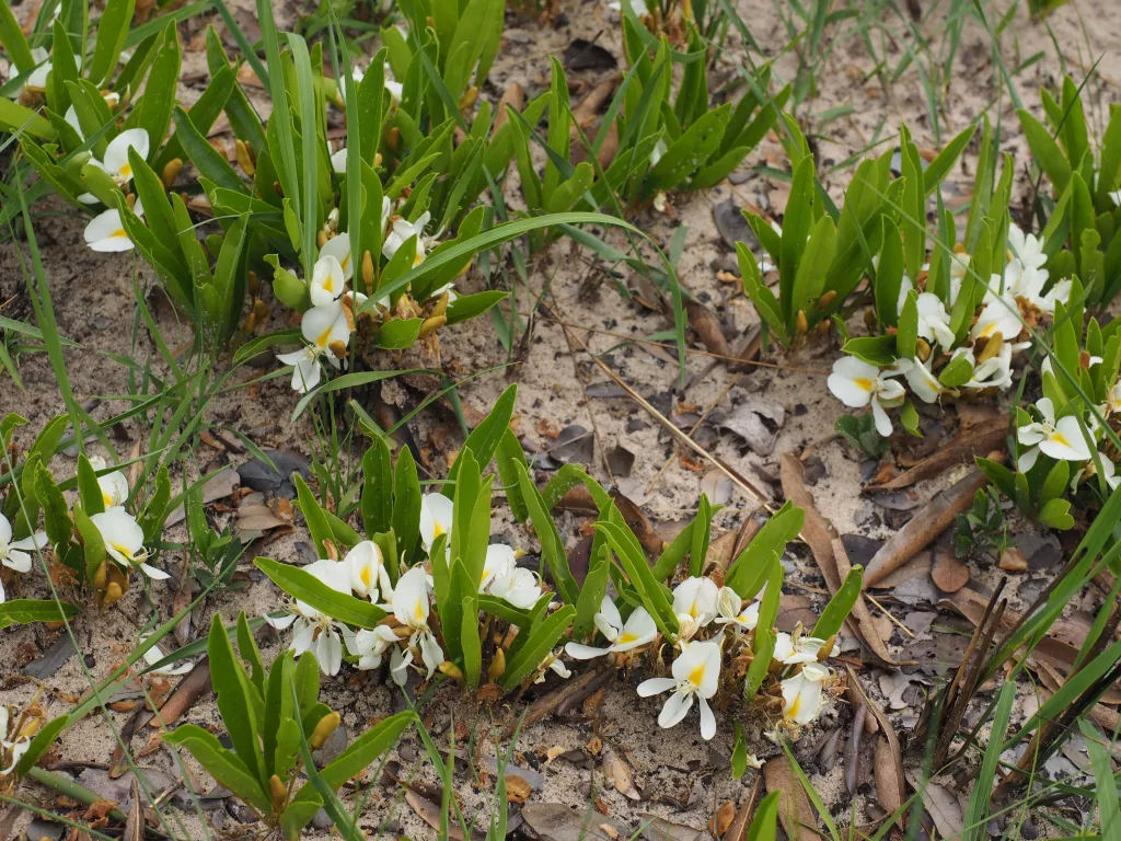 Baphia arenicola. Fot. David Goyder © RBG Kew