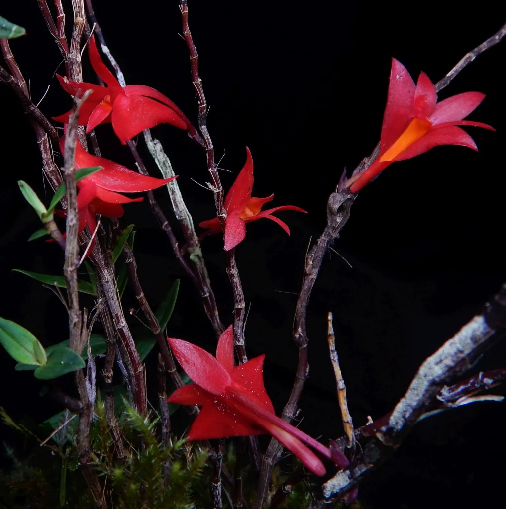 Dendrobium lancilabium subsp. wuryae . Fot. Yanuar Ishaq Dwi Cahyo