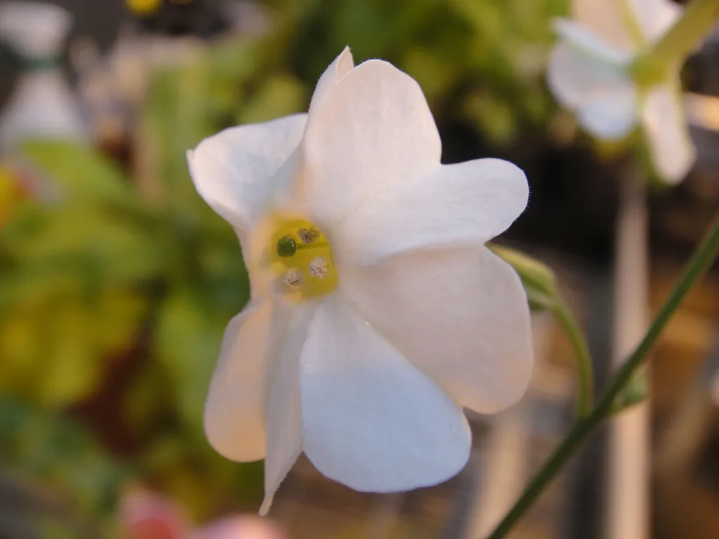 Nicotiana olens. Maarten Christenhusz © RBG Kew