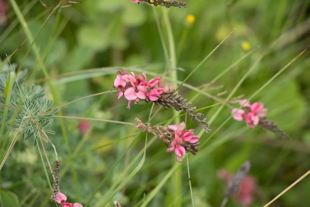 Indigofera abbottii. Fot. G. Grieve 