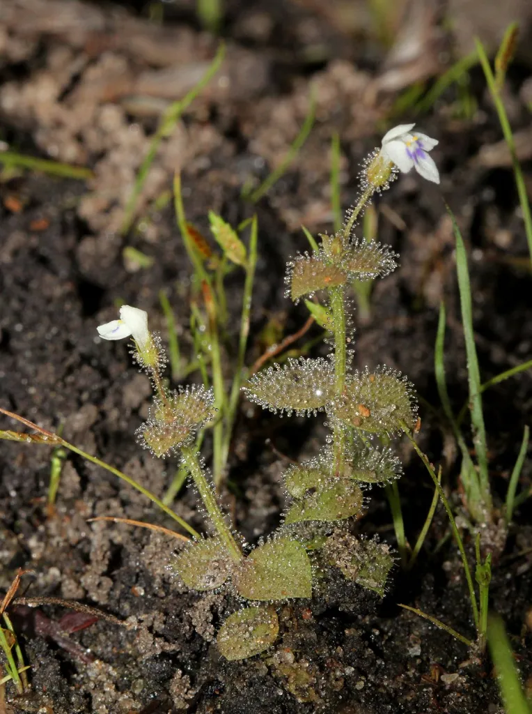 Crepidorhopalon droseroides. Fot. Bart Wursten.