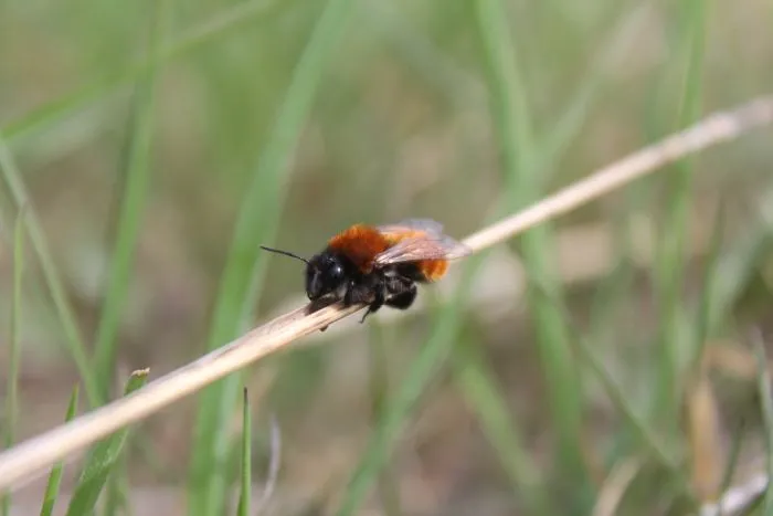 Andrena fulva. Piotr Szumigaj