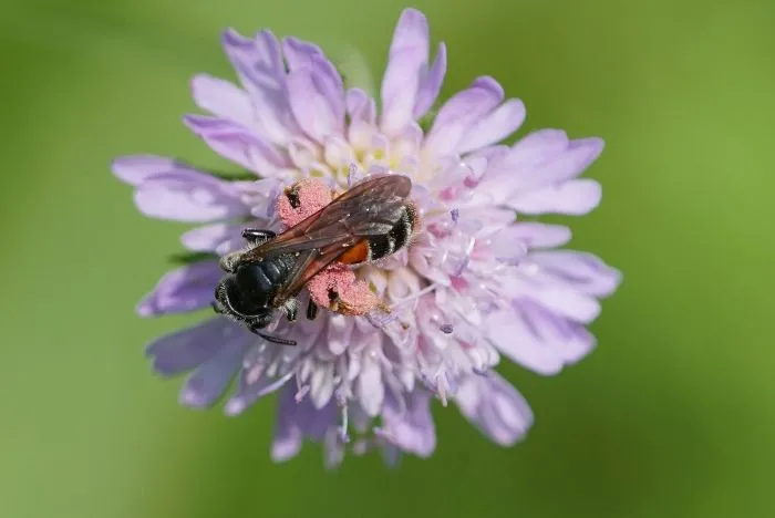 Andrena hattorfiana.Tomasz Baziak