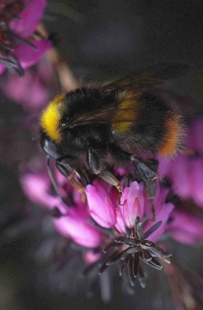 Bombus pratorum Tomasz Baziak.