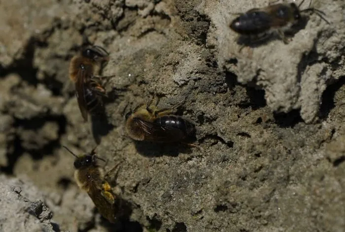 Colletes cunicularius. Tomasz Baziak