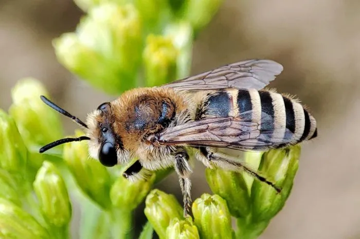 Colletes fodiens. Marcin Szot