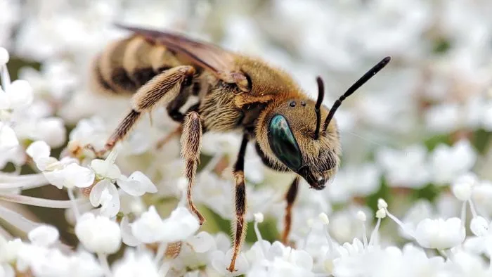 Halictus subauratus Marcin Szot