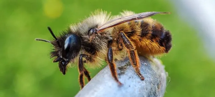 Osmia bicornis. Marcin Szot