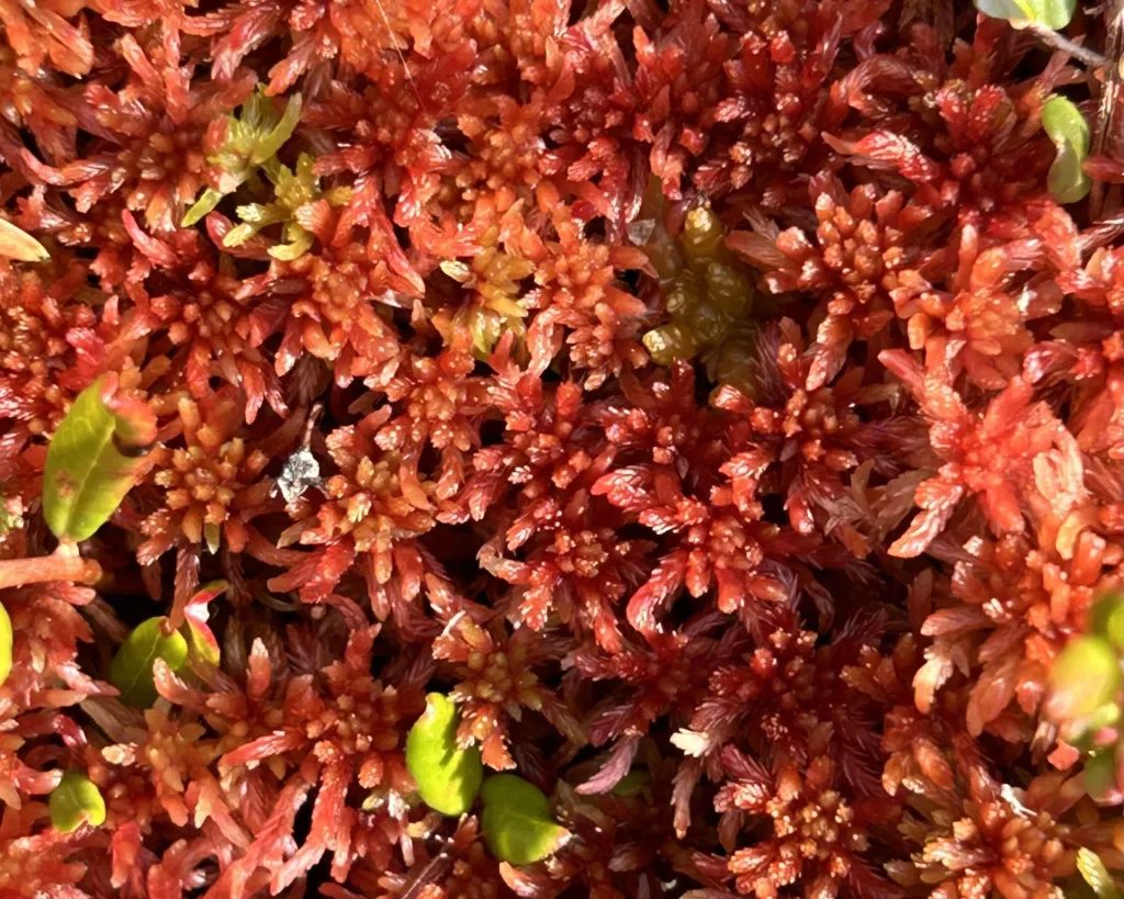Sphagnum rubellum, torfowiec czerwonawy porastający torfowisko Jezierzba, gatunek charakterystyczny dla zakwaszonych torfowisk, fot. Mariusz Bąk