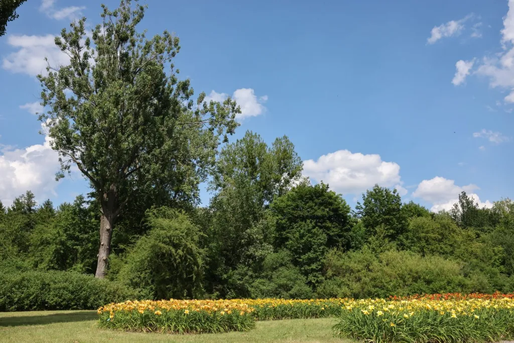 Łódź, 14.07.2025. Kwitnące liliowce w Ogrodzie Botanicznym w Łodzi. PAP/Marian Zubrzycki 