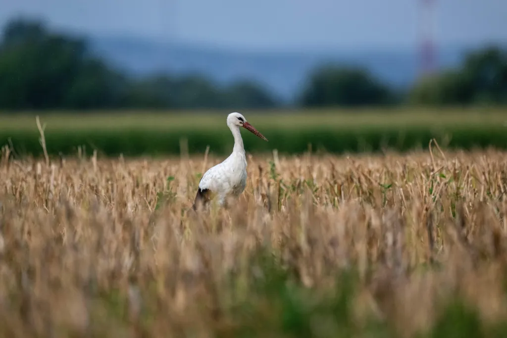 Stubno, 04.08.2025. Bocian biały (Ciconia ciconia) w Stubnie. Zdaniem ornitologów lada dzień bociany odlecą – stanie się to około dwa, trzy tygodnie szybciej, niż zwykle. (sko) PAP/Darek Delmanowicz