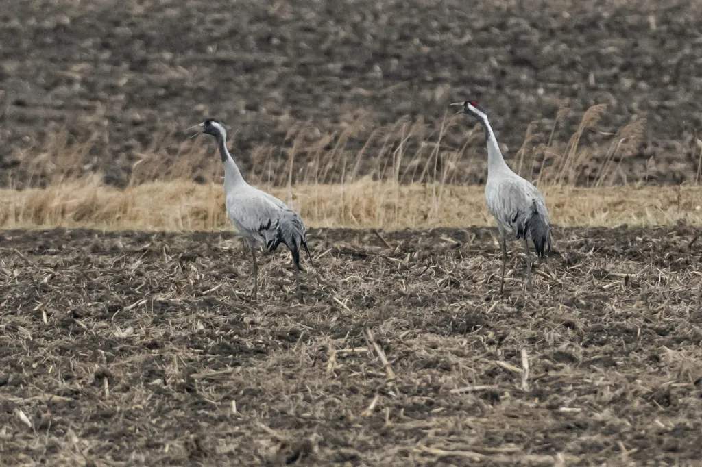   14.03.2025. Żurawie w Poleskim Parku Narodowym w Urszulinie (woj. lubelskie). PAP/Wojtek Jargiło