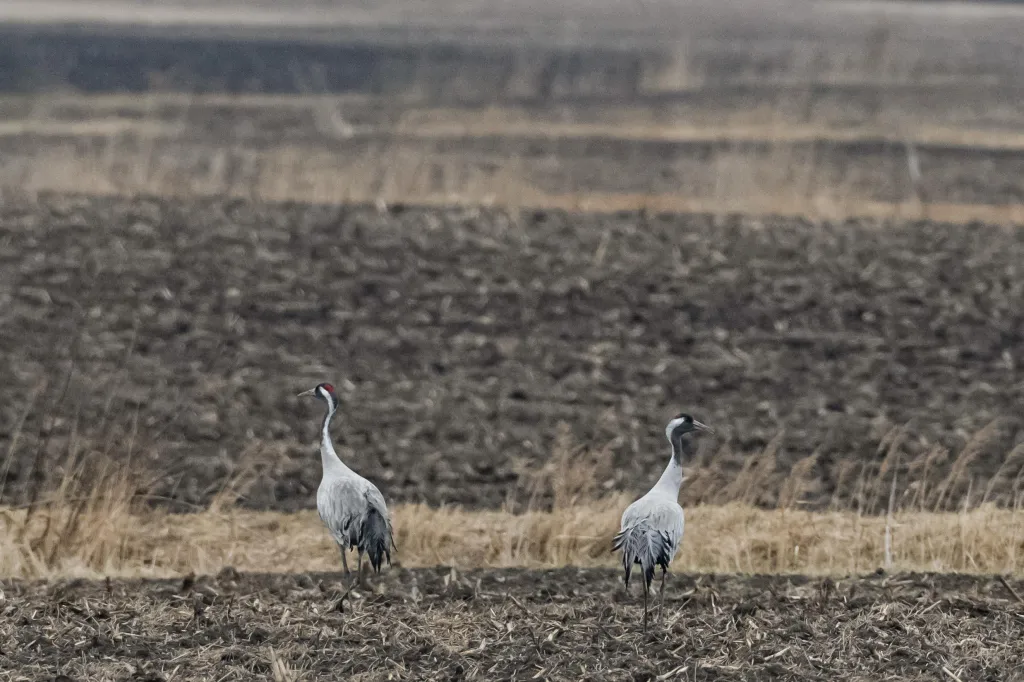  14.03.2025. Żurawie w Poleskim Parku Narodowym w Urszulinie (woj. lubelskie). PAP/Wojtek Jargiło