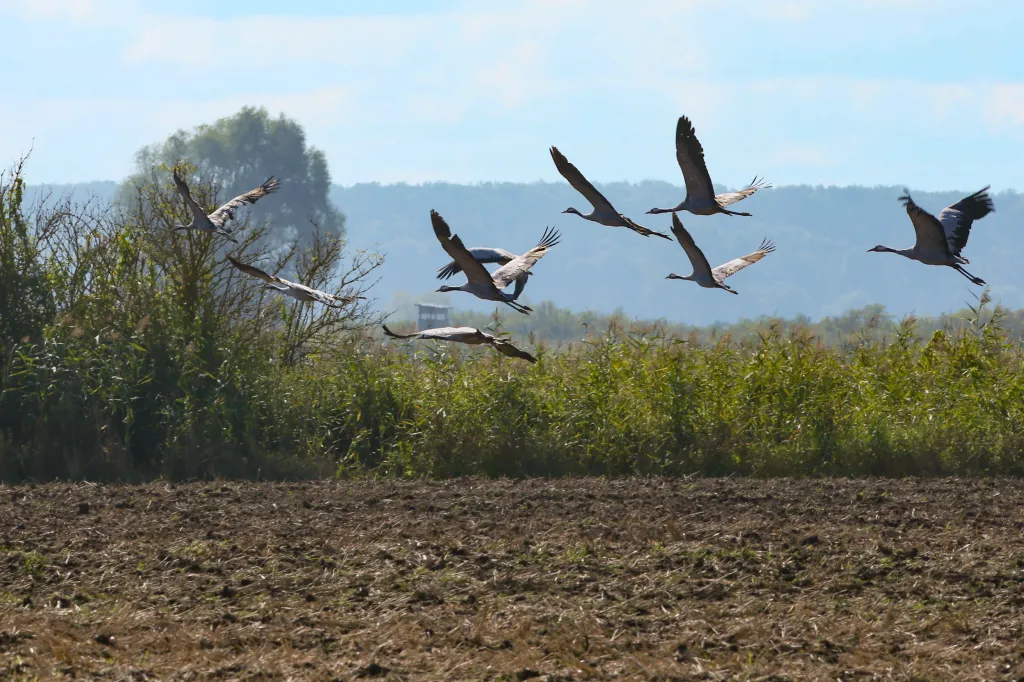 08.09.2025. Żurawie w Parku Narodowym „Ujście Warty” w okolicach Słońska. PAP/Lech Muszyński