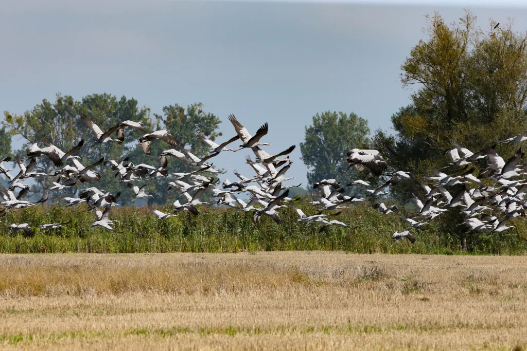 08.09.2025. Żurawie w Parku Narodowym „Ujście Warty” w okolicach Słońska. PAP/Lech Muszyński