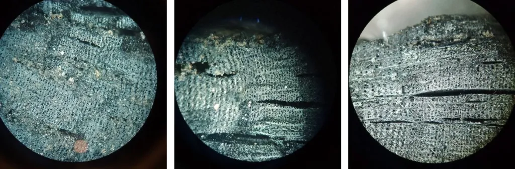 Stare miasto - przekrój dębu z puszczy. Fot. A. Koperkiewicz, K. Niedźwiecki, M. Marczewski, P. Wroniecki.  Źródło: Instytut Archeologii UG