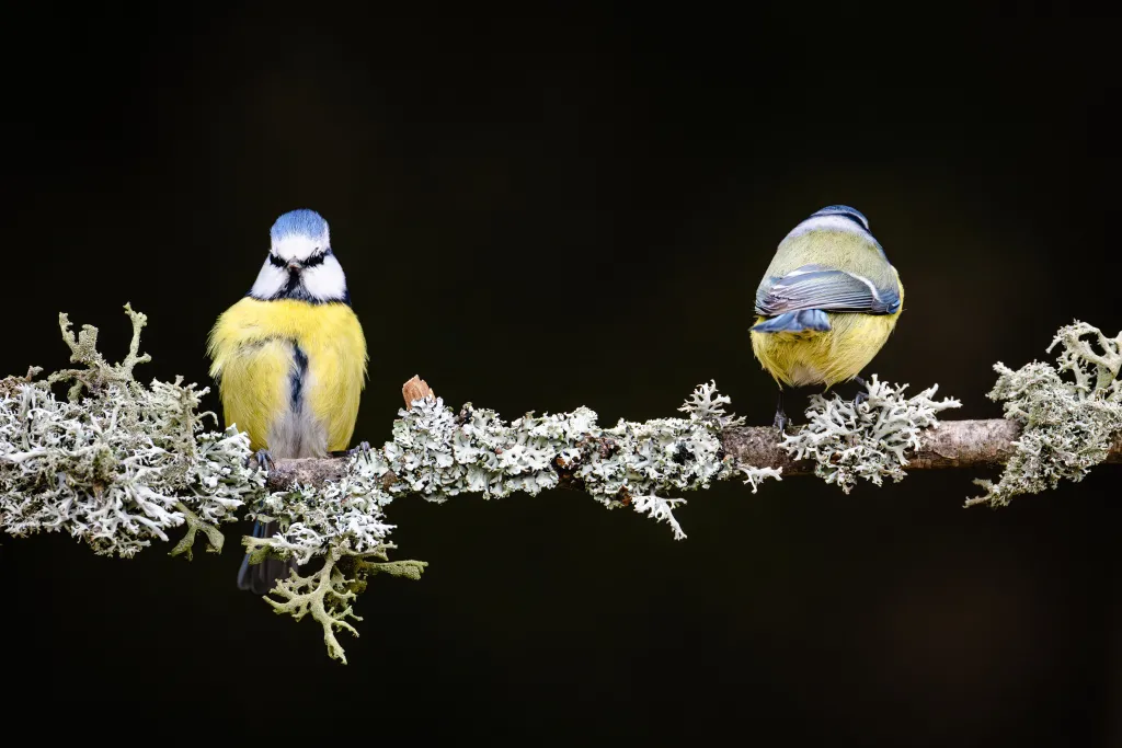 Czubek, 13.02.2025 Modraszka (zwyczajna), sikora modra, sikora modraszka (Cyanistes caeruleus) , gatunek małego, częściowo wędrownego ptaka wróblowego z rodziny sikor (Paridae). Na terenie Polski modraszka jest objęta ścisłą ochroną gatunkową 13 bm. PAP/Marcin Gadomski