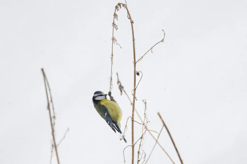 13.01.2026. Modraszka (Parus caeruleus) próbuje wyłuskać ziarenka z uschłej rośliny w mroźne popołudnie w Przemyślu, 13 bm. Ostatnie, obfite opady śniegu i niskie temperatury utrudniają ptakom zdobywanie pożywienia. (dd/ibor) PAP/Darek Delmanowicz