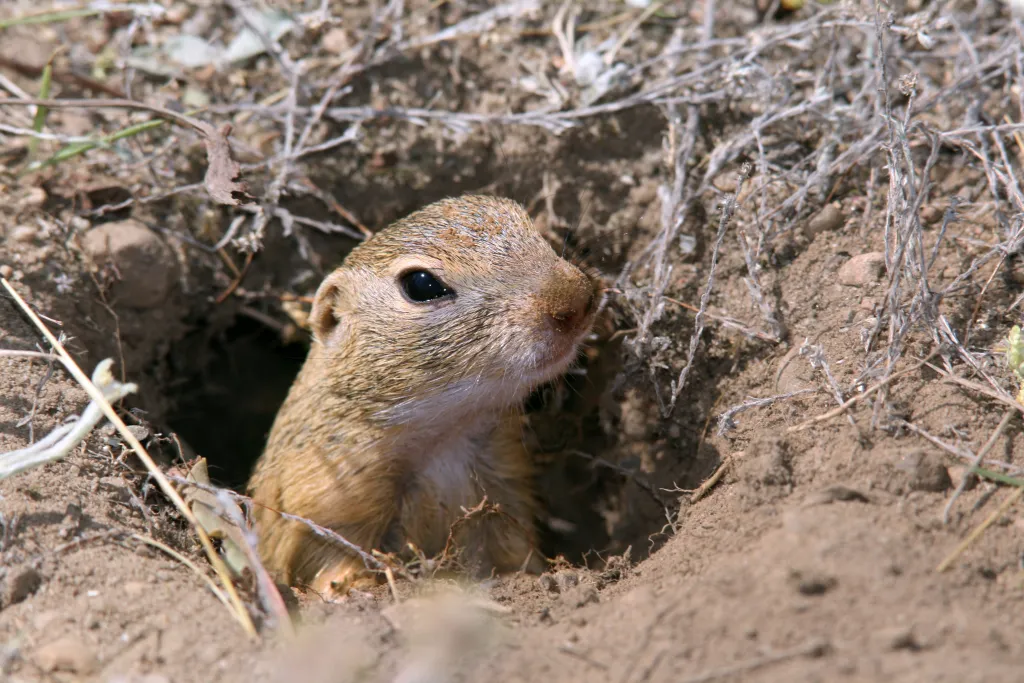 Fot. A. Kepel/PTOP „Salamandra”
