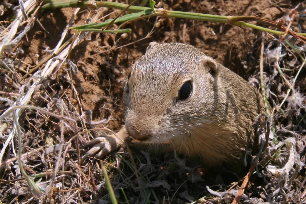 Fot. A. Kepel/PTOP „Salamandra”