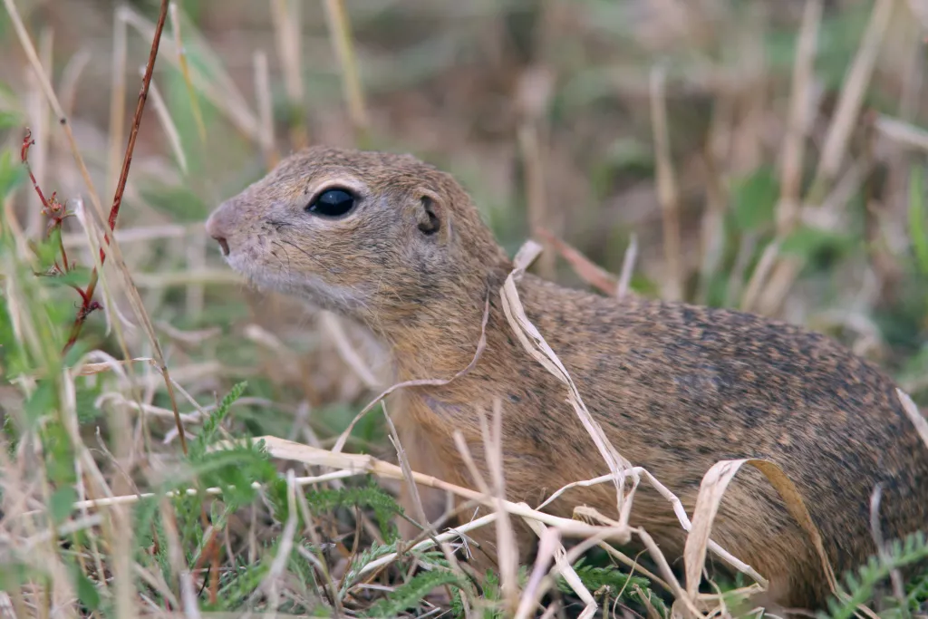 Fot. A. Kepel/PTOP „Salamandra”