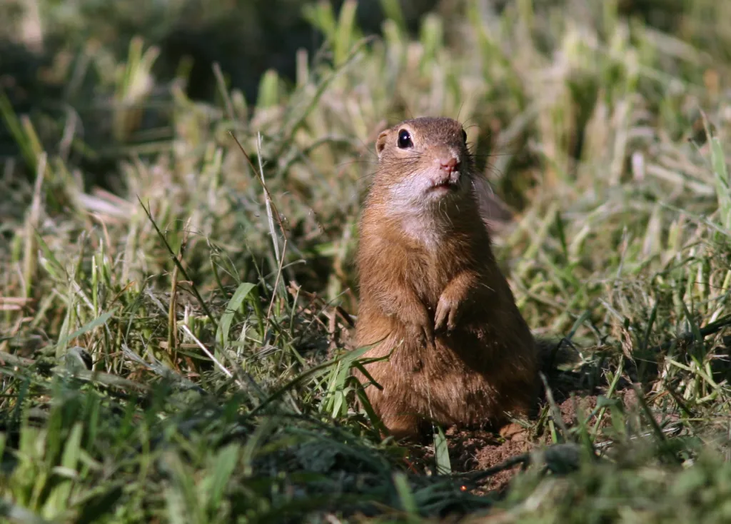 Fot. A. Kepel/PTOP „Salamandra”