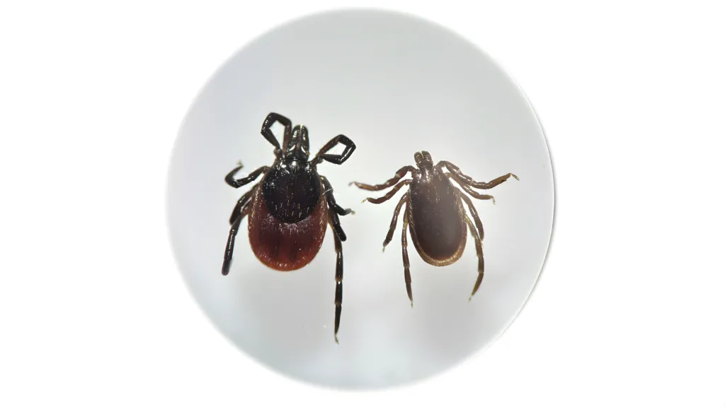  Ixodes ricinus kleszcz pospolity, samica i samiec. Źródło: Katarzyna Bartosik
