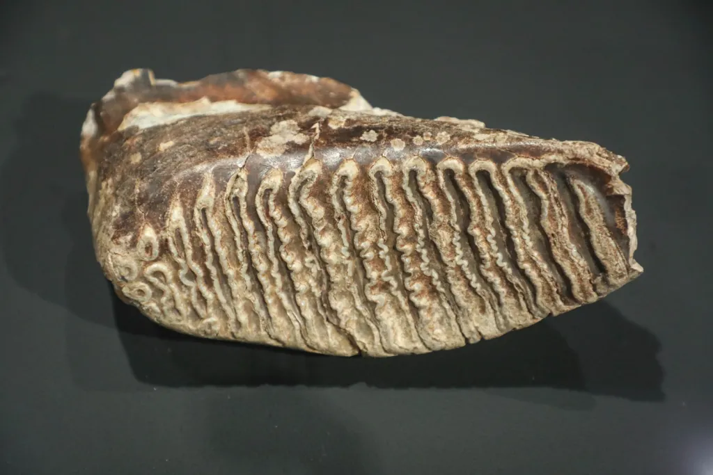 Białystok, 17.04.2026. Otwarcie wystaw „W kamień zmienione” oraz „Skarby minionych wieków” zorganizowanych z okazji 70-lecia Działu Archeologii Muzeum Podlaskiego, 17 bm. w głównej siedzibie muzeum w białostockim Ratuszu. (jm) PAP/Artur Reszko