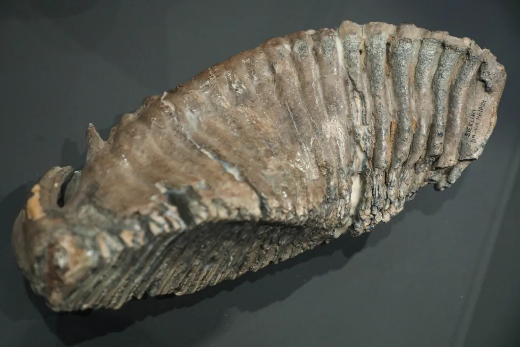 Białystok, 17.04.2026. Otwarcie wystaw „W kamień zmienione” oraz „Skarby minionych wieków” zorganizowanych z okazji 70-lecia Działu Archeologii Muzeum Podlaskiego, 17 bm. w głównej siedzibie muzeum w białostockim Ratuszu. (jm) PAP/Artur Reszko