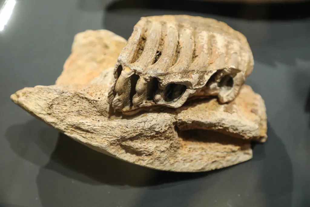 Białystok, 17.04.2026. Otwarcie wystaw „W kamień zmienione” oraz „Skarby minionych wieków” zorganizowanych z okazji 70-lecia Działu Archeologii Muzeum Podlaskiego, 17 bm. w głównej siedzibie muzeum w białostockim Ratuszu. (jm) PAP/Artur Reszko