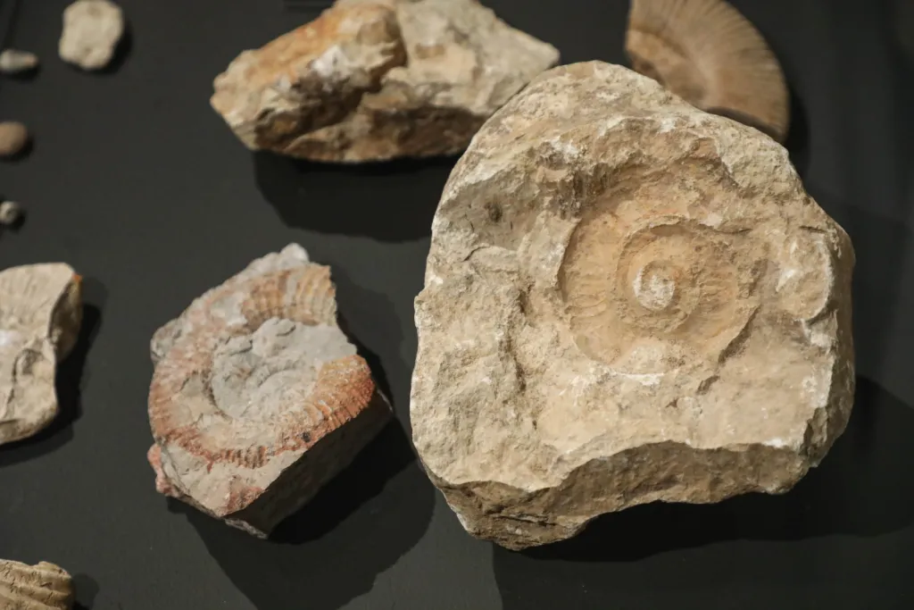 Białystok, 17.04.2026. Otwarcie wystaw „W kamień zmienione” oraz „Skarby minionych wieków” zorganizowanych z okazji 70-lecia Działu Archeologii Muzeum Podlaskiego, 17 bm. w głównej siedzibie muzeum w białostockim Ratuszu. (jm) PAP/Artur Reszko