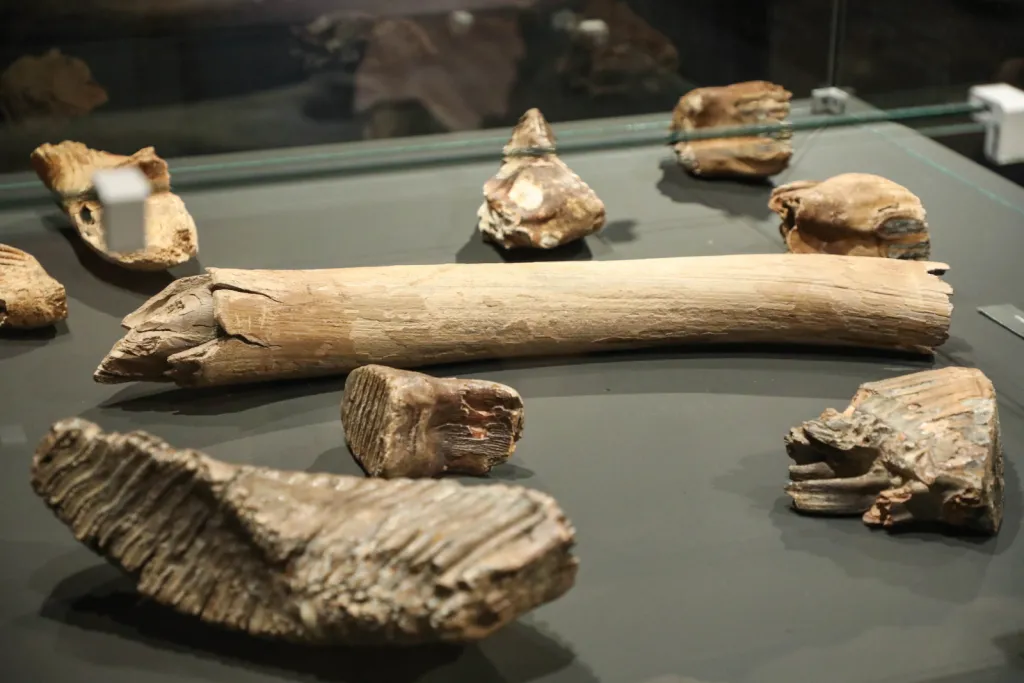 Białystok, 17.04.2026. Otwarcie wystaw „W kamień zmienione” oraz „Skarby minionych wieków” zorganizowanych z okazji 70-lecia Działu Archeologii Muzeum Podlaskiego, 17 bm. w głównej siedzibie muzeum w białostockim Ratuszu. (jm) PAP/Artur Reszko