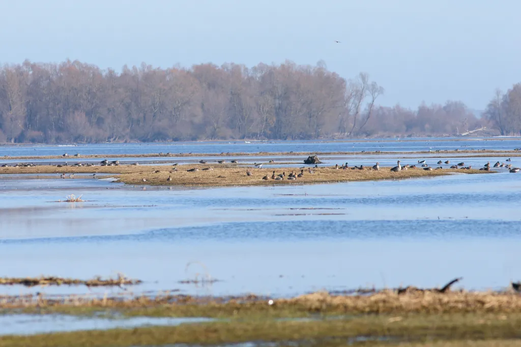 04.03.2026. Ptaki w Parku Narodowym „Ujście Warty” w okolicach Słońska. PAP/Lech Muszyński