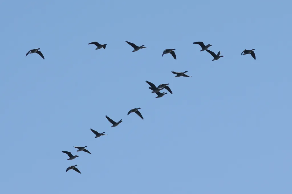04.03.2026. Ptaki w Parku Narodowym „Ujście Warty” w okolicach Słońska. PAP/Lech Muszyński